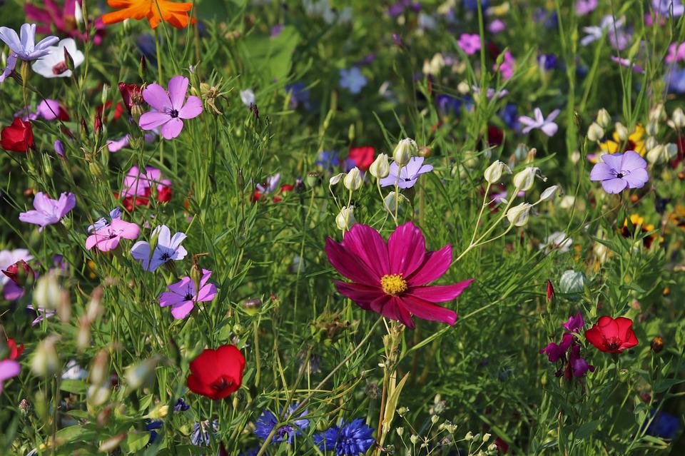 Flowers in field