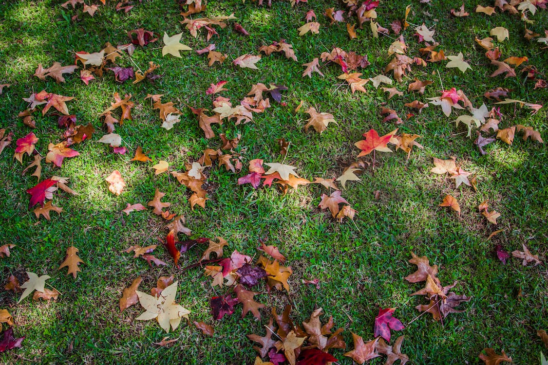 leaves on ground