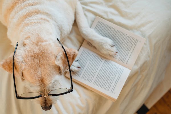 Reading to pet