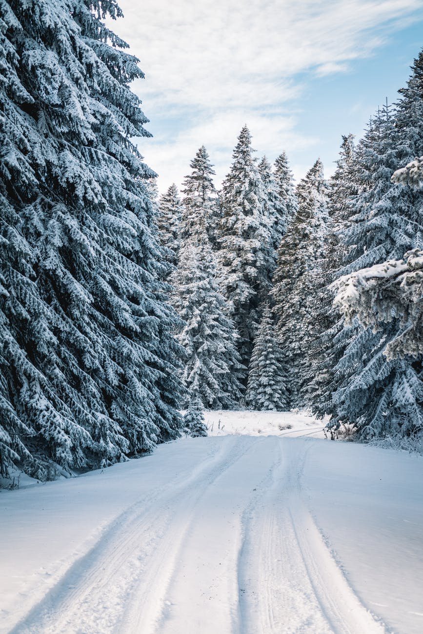 Snow covered pine trees with road