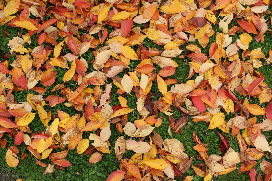 Fall Cleanup Tips