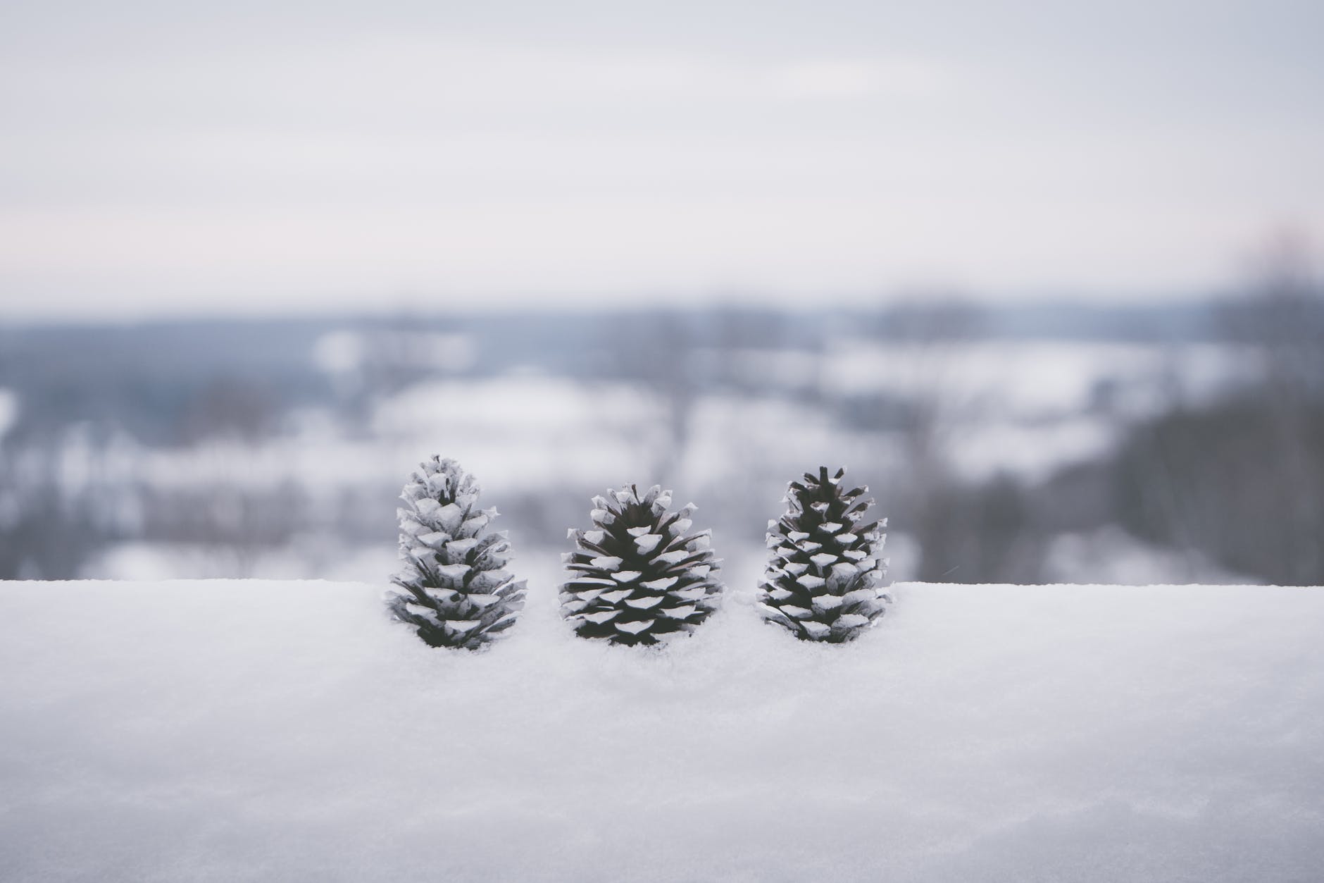 Pine Cones in snow