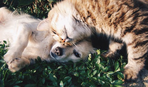 Dog & Cat picture