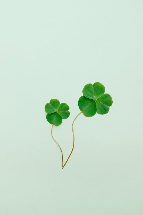 St Patricks Day clovers - 2