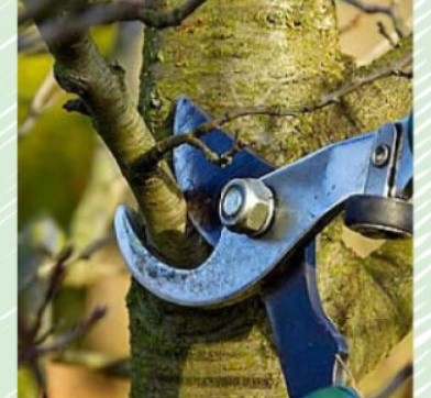 Spring Tree Trimming